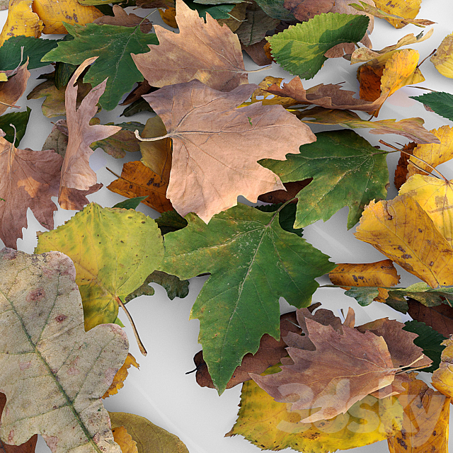 Autumn leaves 3DS Max Model - thumbnail 5