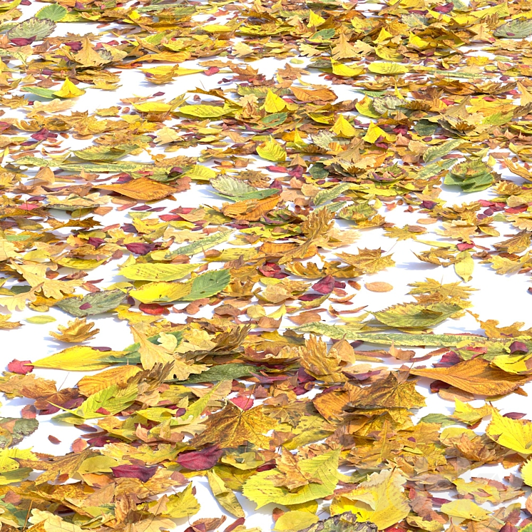 Autumn leaves. Set of dry leaves 3DS Max - thumbnail 1