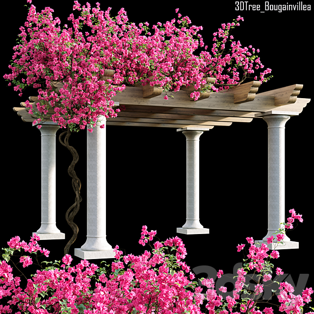 Bougainvillea 08 3ds Max - thumbnail 1