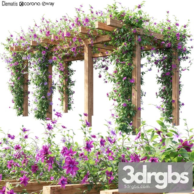 Clematis 04 3dsmax Download - thumbnail 1