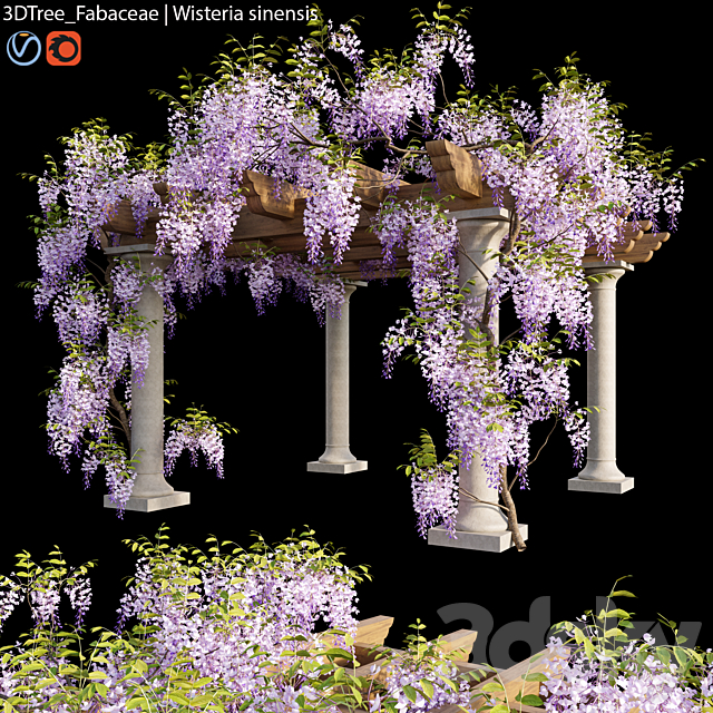 Fabaceae | Wisteria sinensis 05 3ds Max - thumbnail 1