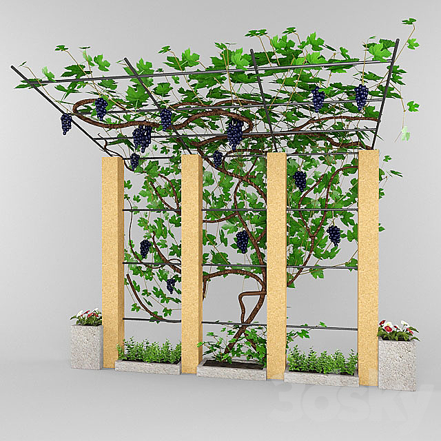 grape canopy. 3ds Max - thumbnail 2