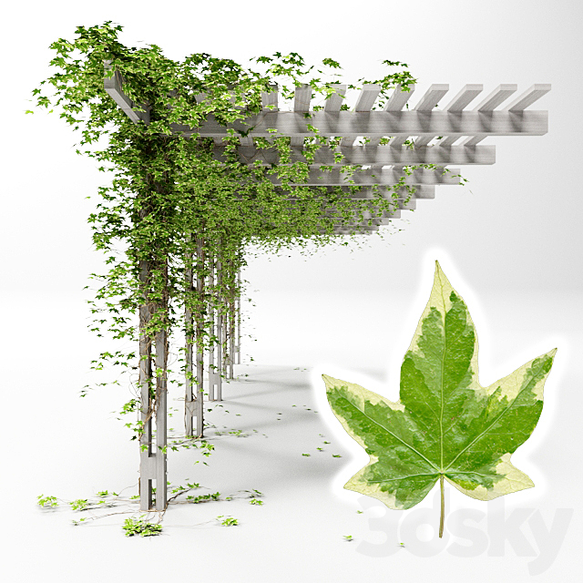 Pergola with hedera helix goldchild ivy 3ds Max - thumbnail 1