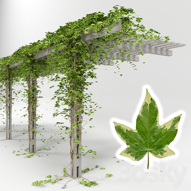 Pergola with hedera helix goldchild ivy 3ds Max - thumbnail 3