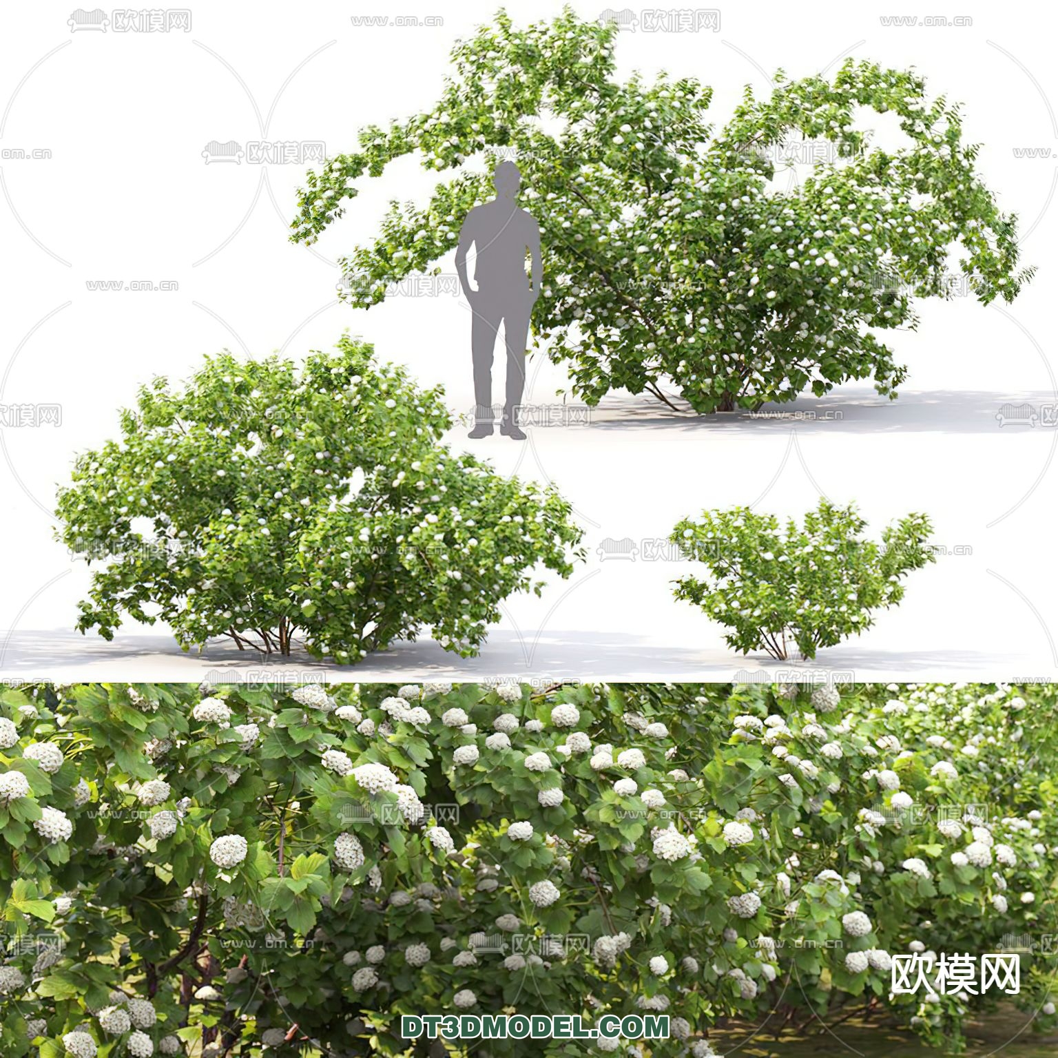 PLANTS – BUSH – CORONA – 3D MODEL – 263 - thumbnail 1