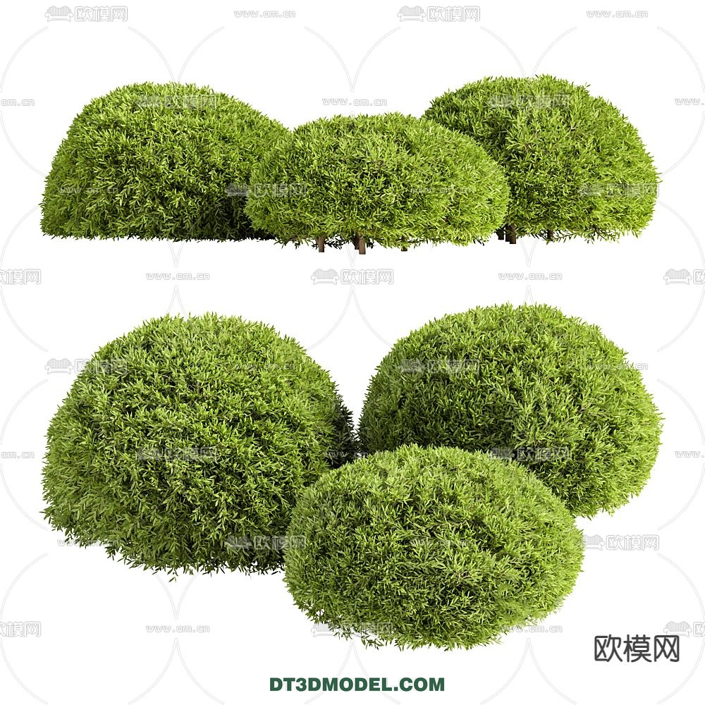 PLANTS – BUSH – CORONA – 3D MODEL – 267 - thumbnail 1