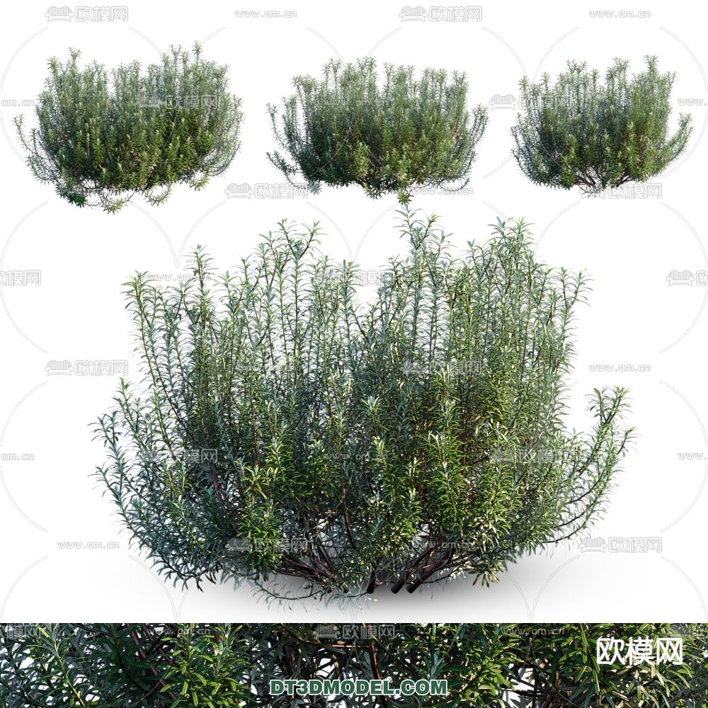 PLANTS – BUSH – CORONA – 3D MODEL – 274 - thumbnail 1