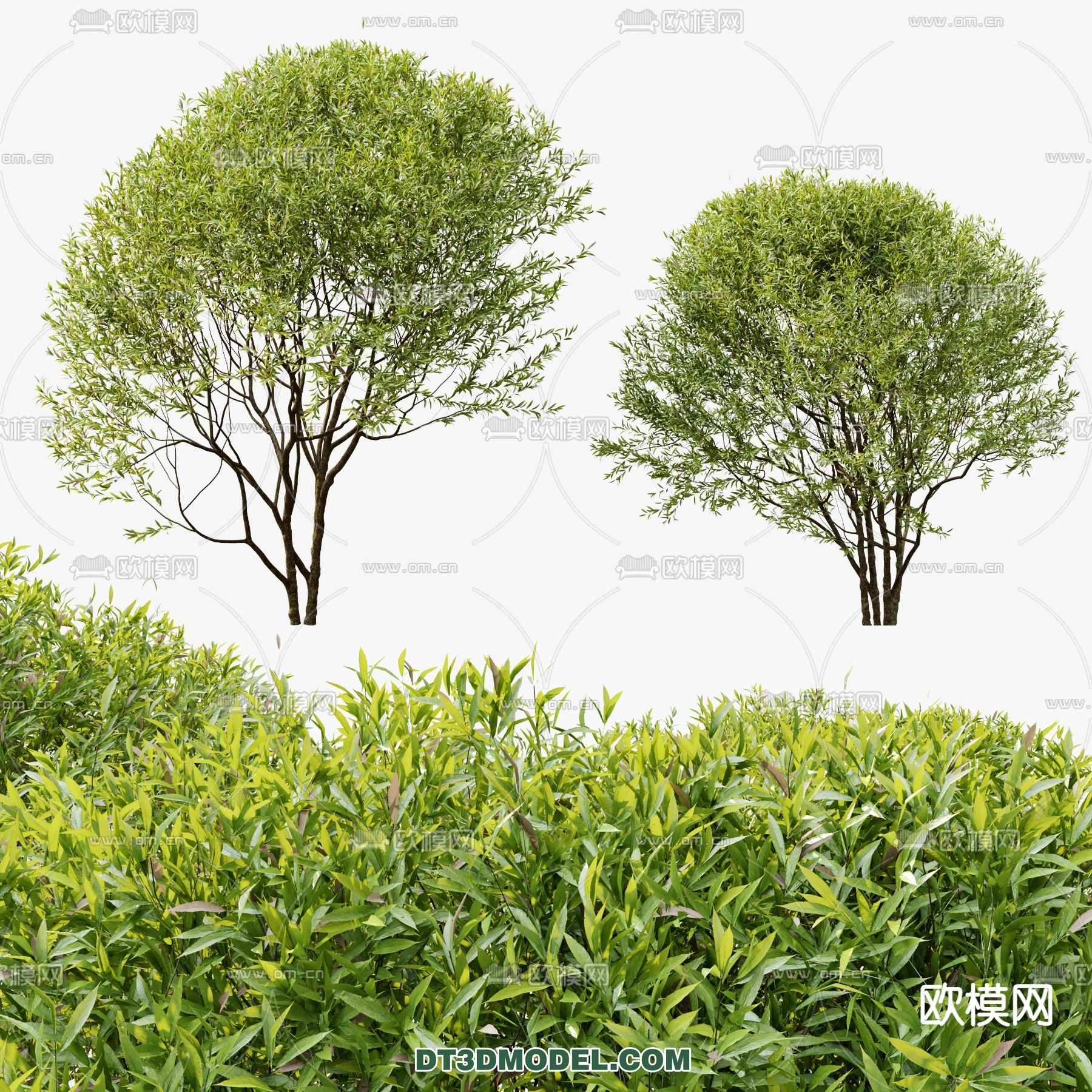 PLANTS – BUSH – CORONA – 3D MODEL – 281 - thumbnail 1