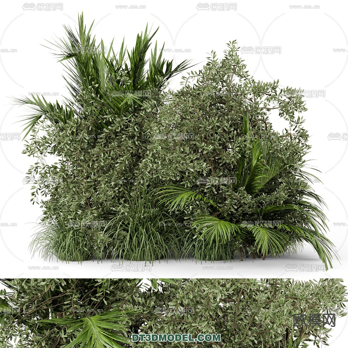 PLANTS – BUSH – CORONA – 3D MODEL – 290 - thumbnail 1