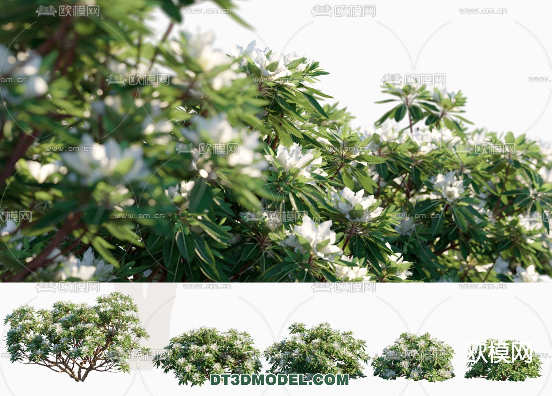 PLANTS – BUSH – CORONA – 3D MODEL – 318 - thumbnail 1