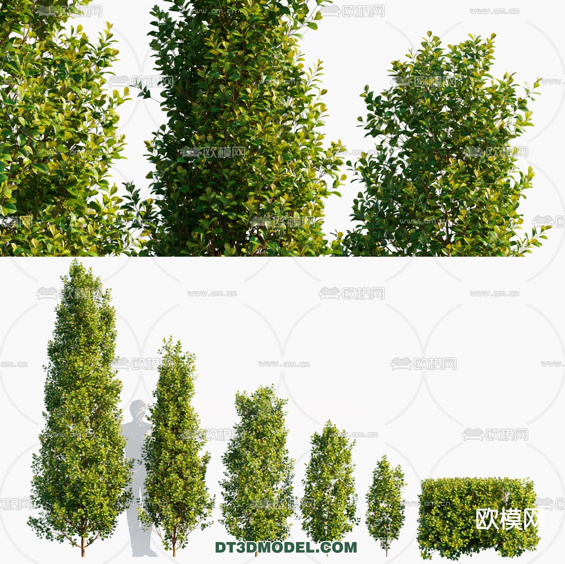 PLANTS – BUSH – CORONA – 3D MODEL – 323 - thumbnail 1