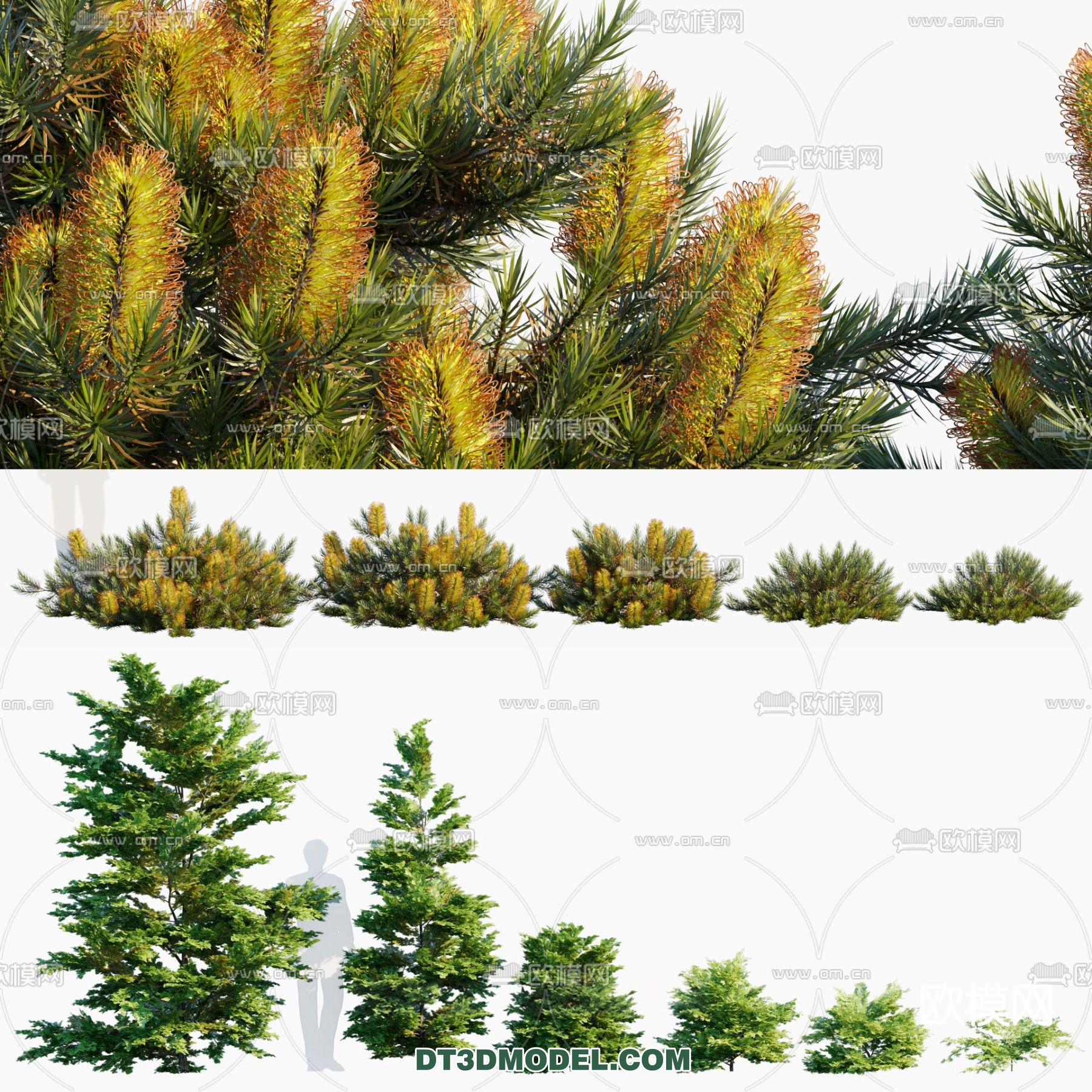 PLANTS – BUSH – CORONA – 3D MODEL – 326 - thumbnail 1