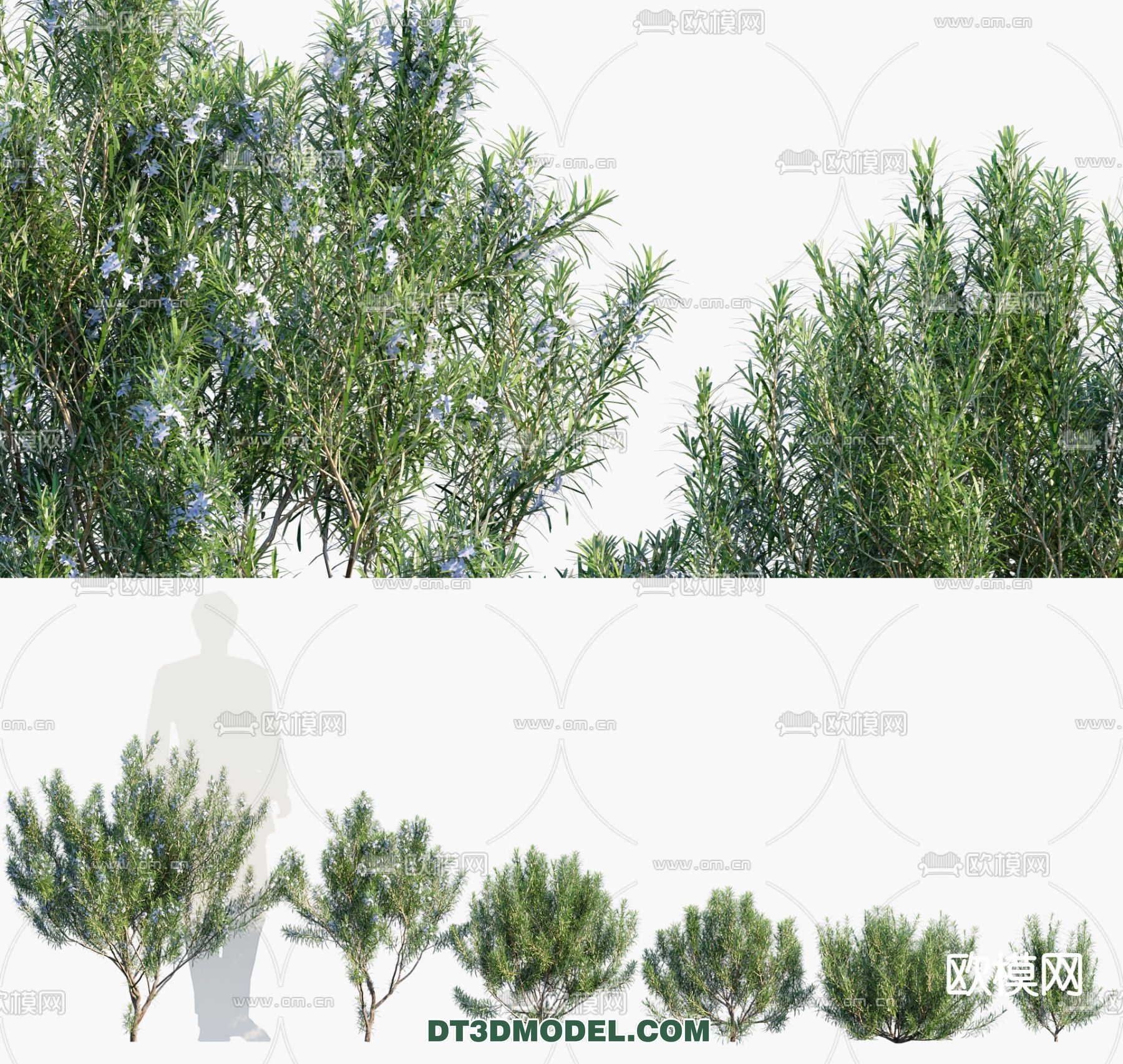 PLANTS – BUSH – CORONA – 3D MODEL – 337 - thumbnail 1