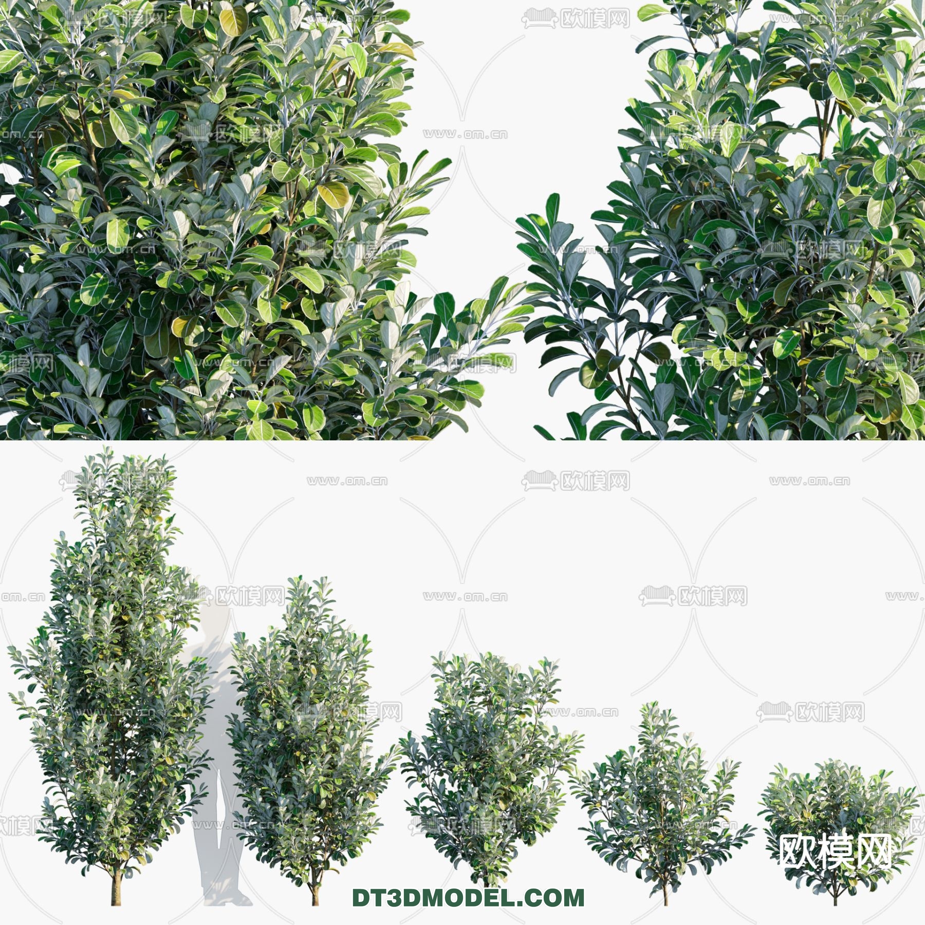 PLANTS – BUSH – CORONA – 3D MODEL – 342 - thumbnail 1