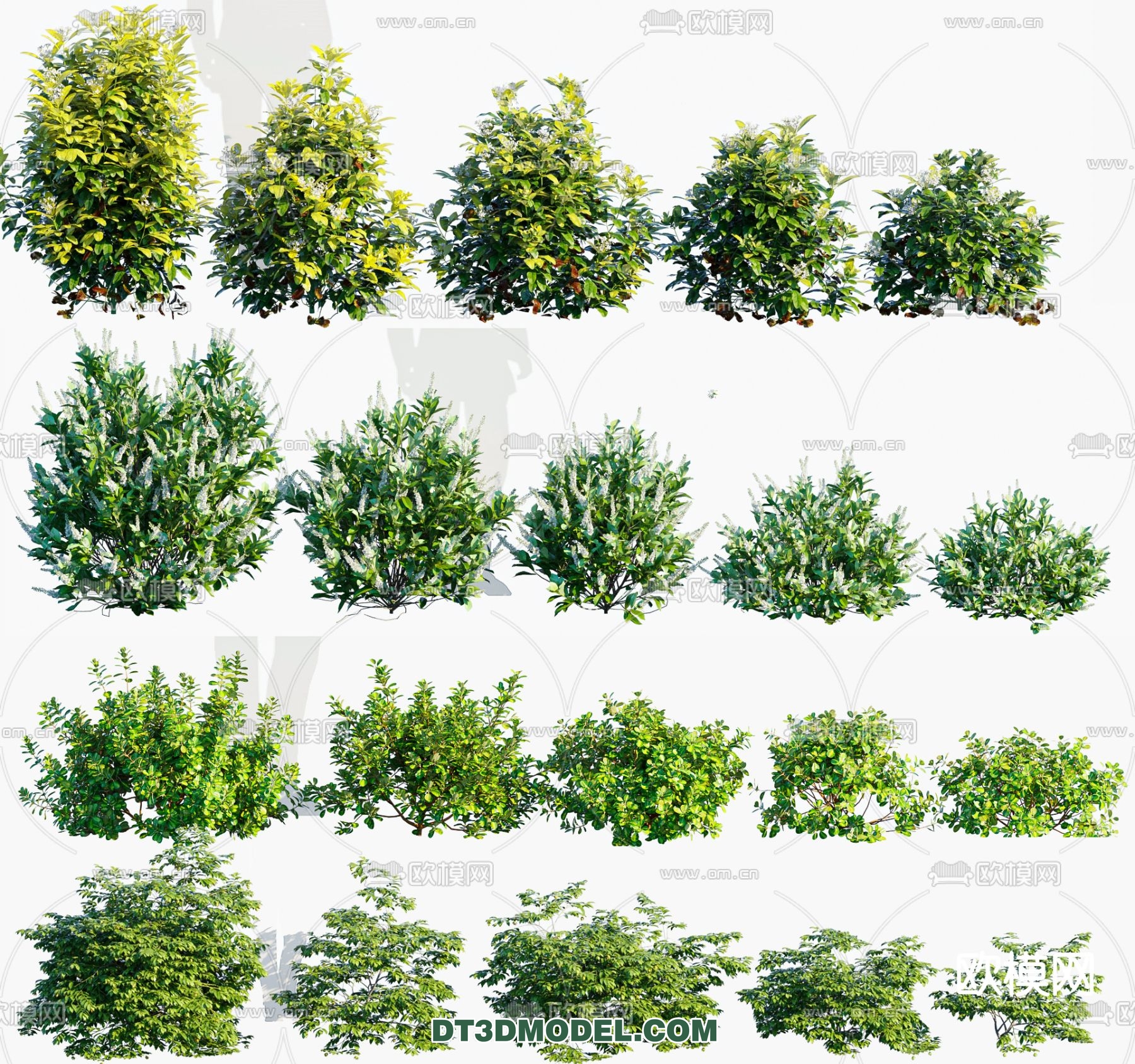 PLANTS – BUSH – CORONA – 3D MODEL – 373 - thumbnail 1