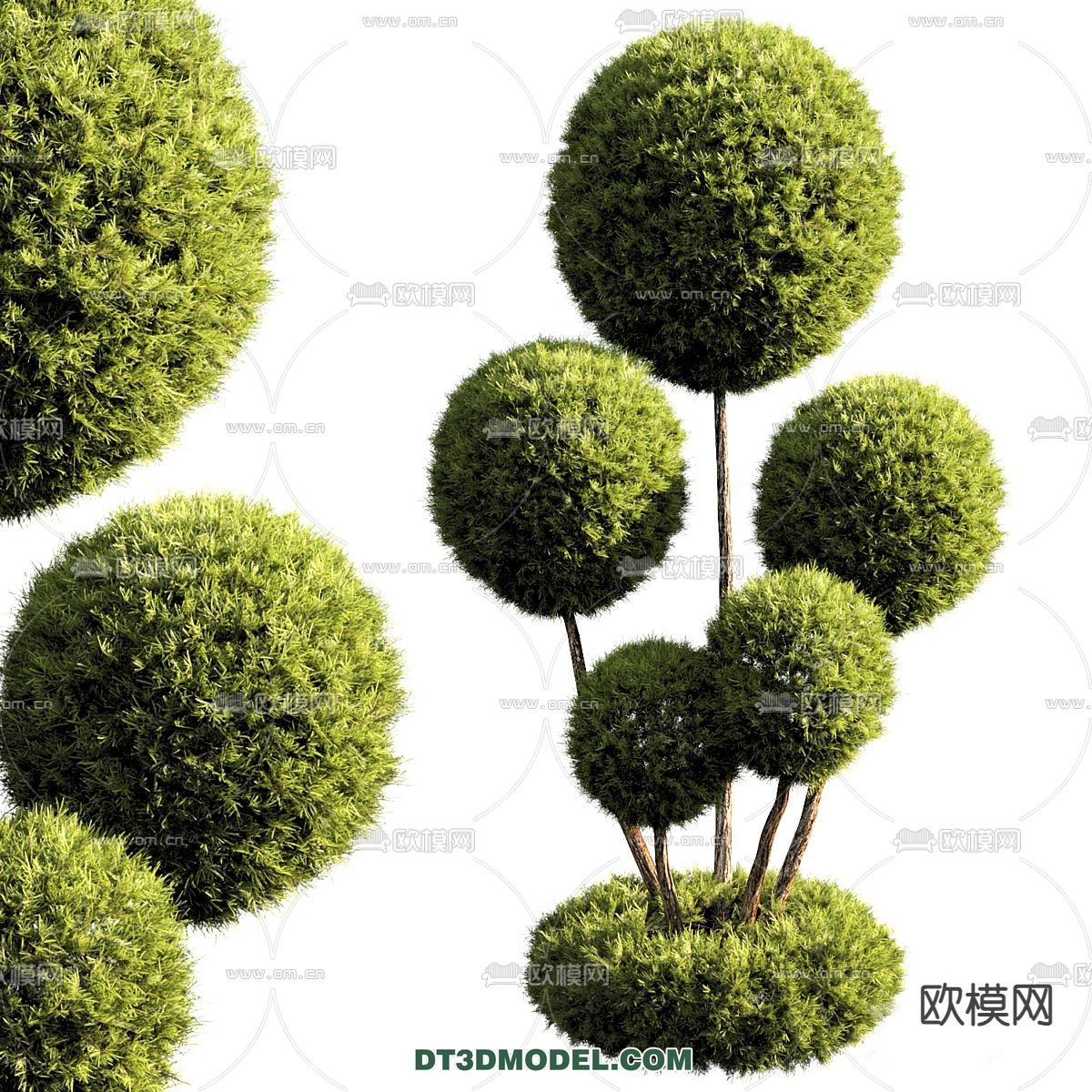 PLANTS – BUSH – CORONA – 3D MODEL – 395 - thumbnail 1