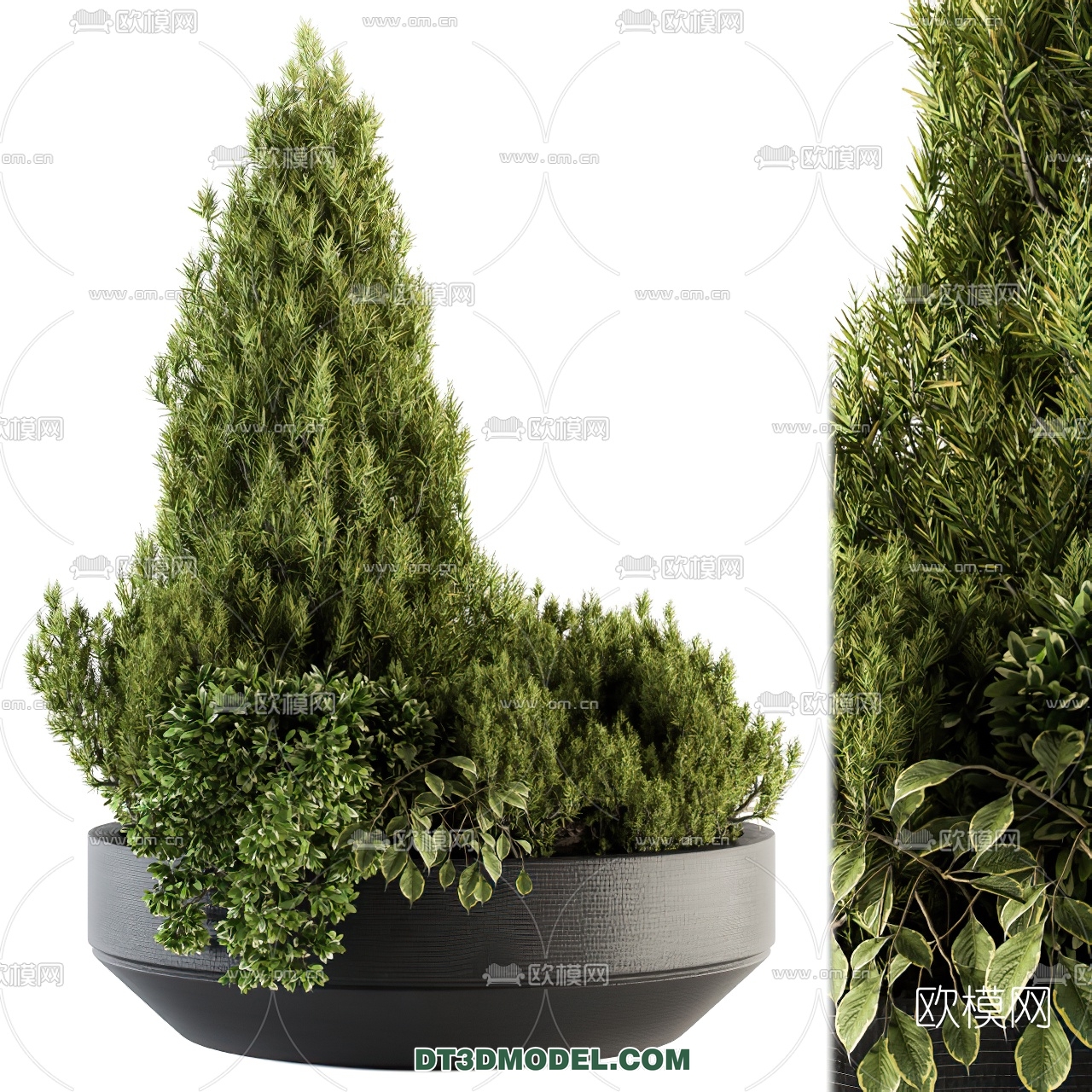 PLANTS – BUSH – VRAY / CORONA – 3D MODEL – 251 - thumbnail 1