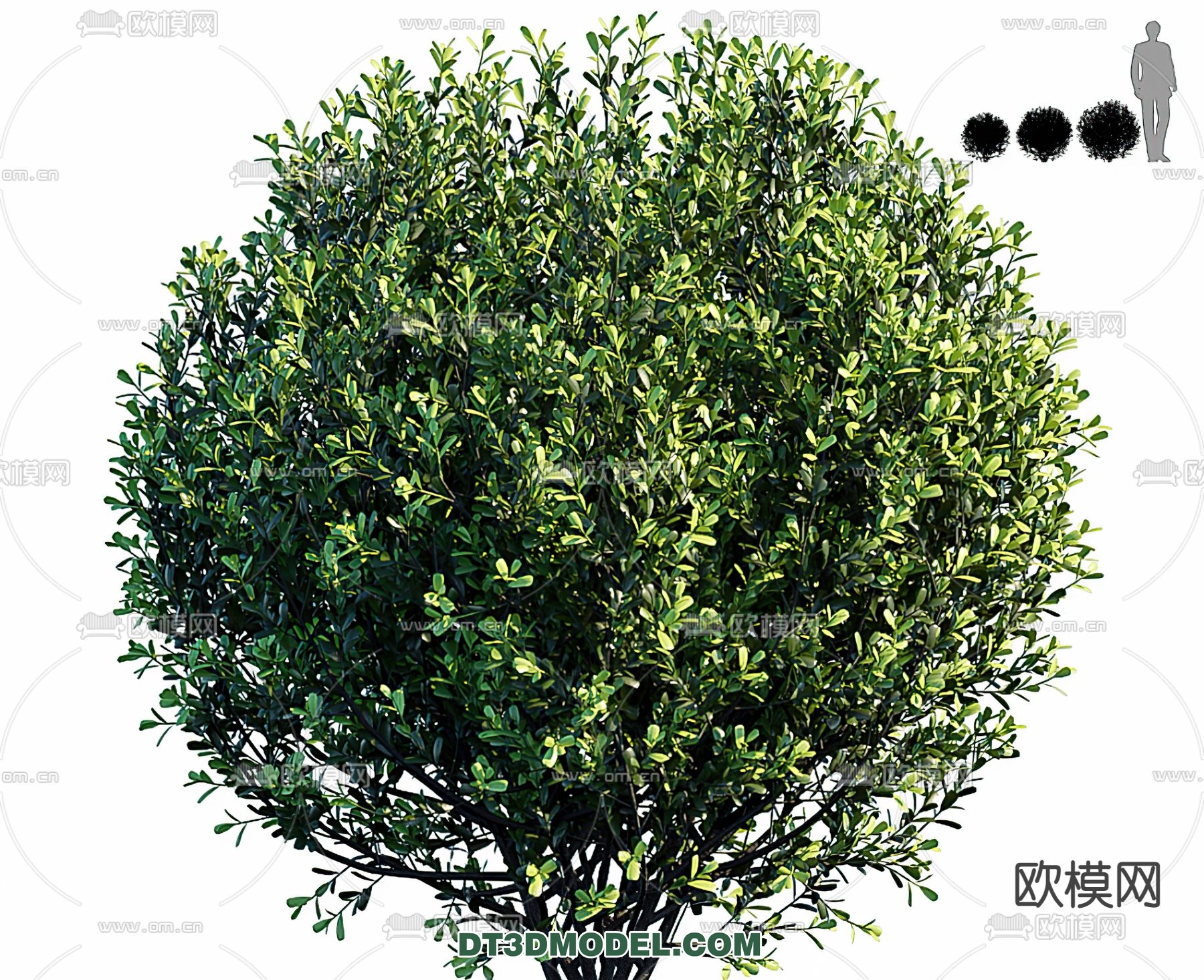 PLANTS – BUSH – VRAY / CORONA – 3D MODEL – 264 - thumbnail 1