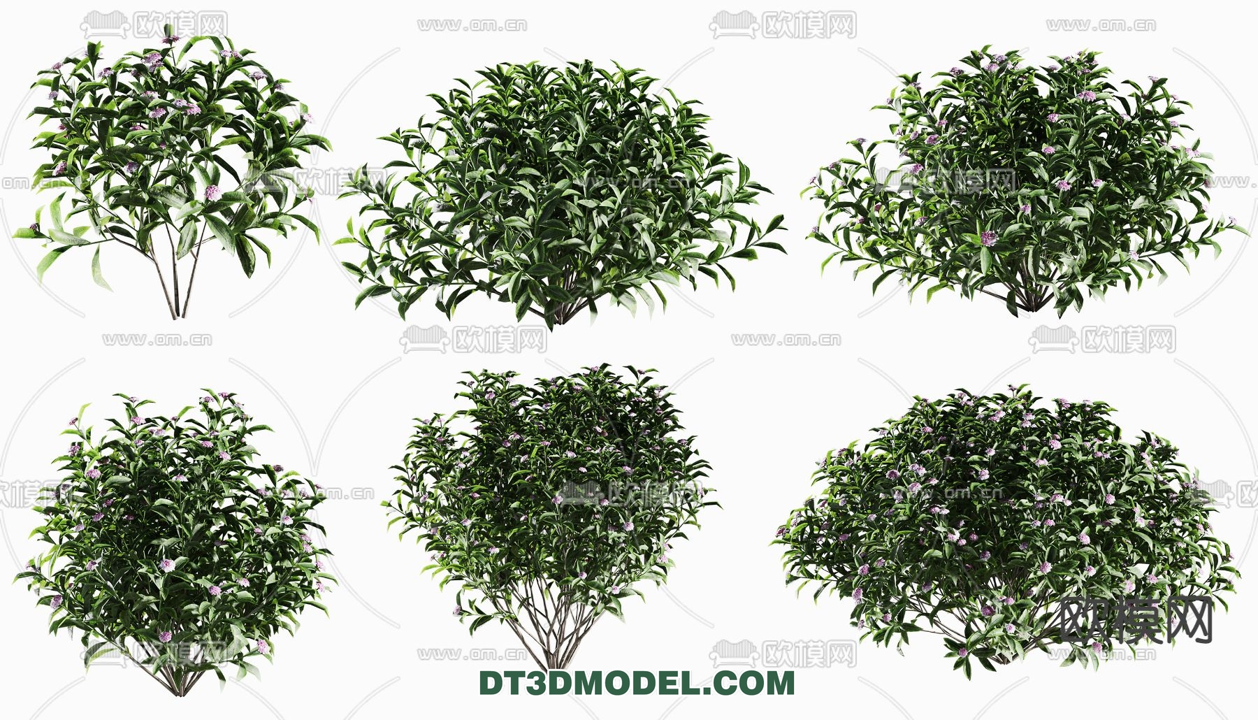 PLANTS – BUSH – VRAY / CORONA – 3D MODEL – 265 - thumbnail 1