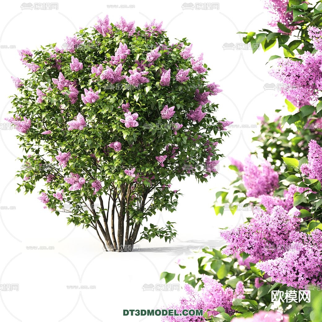 PLANTS – BUSH – VRAY / CORONA – 3D MODEL – 270 - thumbnail 1