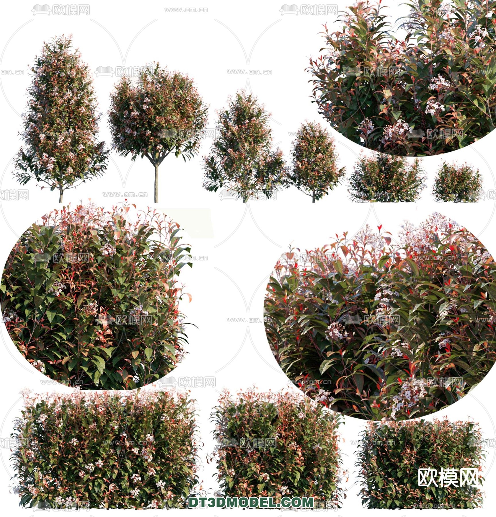 PLANTS – BUSH – VRAY / CORONA – 3D MODEL – 284 - thumbnail 1