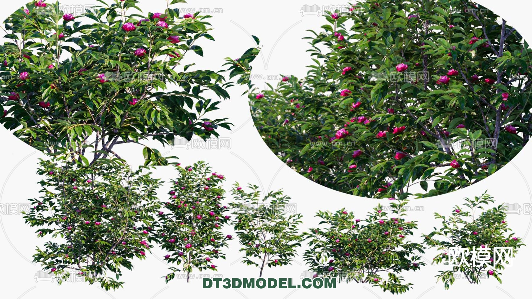 PLANTS – BUSH – VRAY / CORONA – 3D MODEL – 285 - thumbnail 1