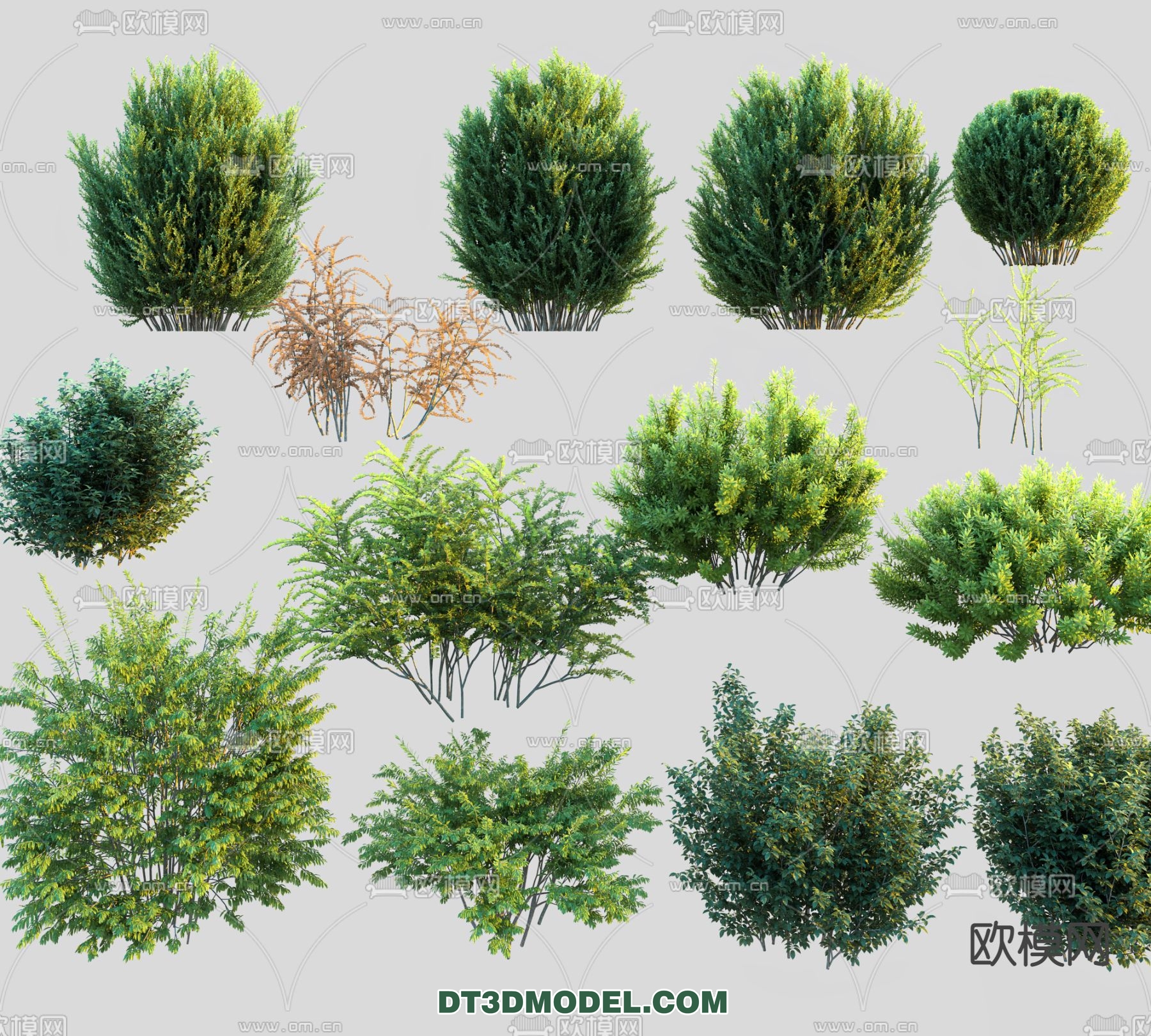 PLANTS – BUSH – VRAY / CORONA – 3D MODEL – 295 - thumbnail 1