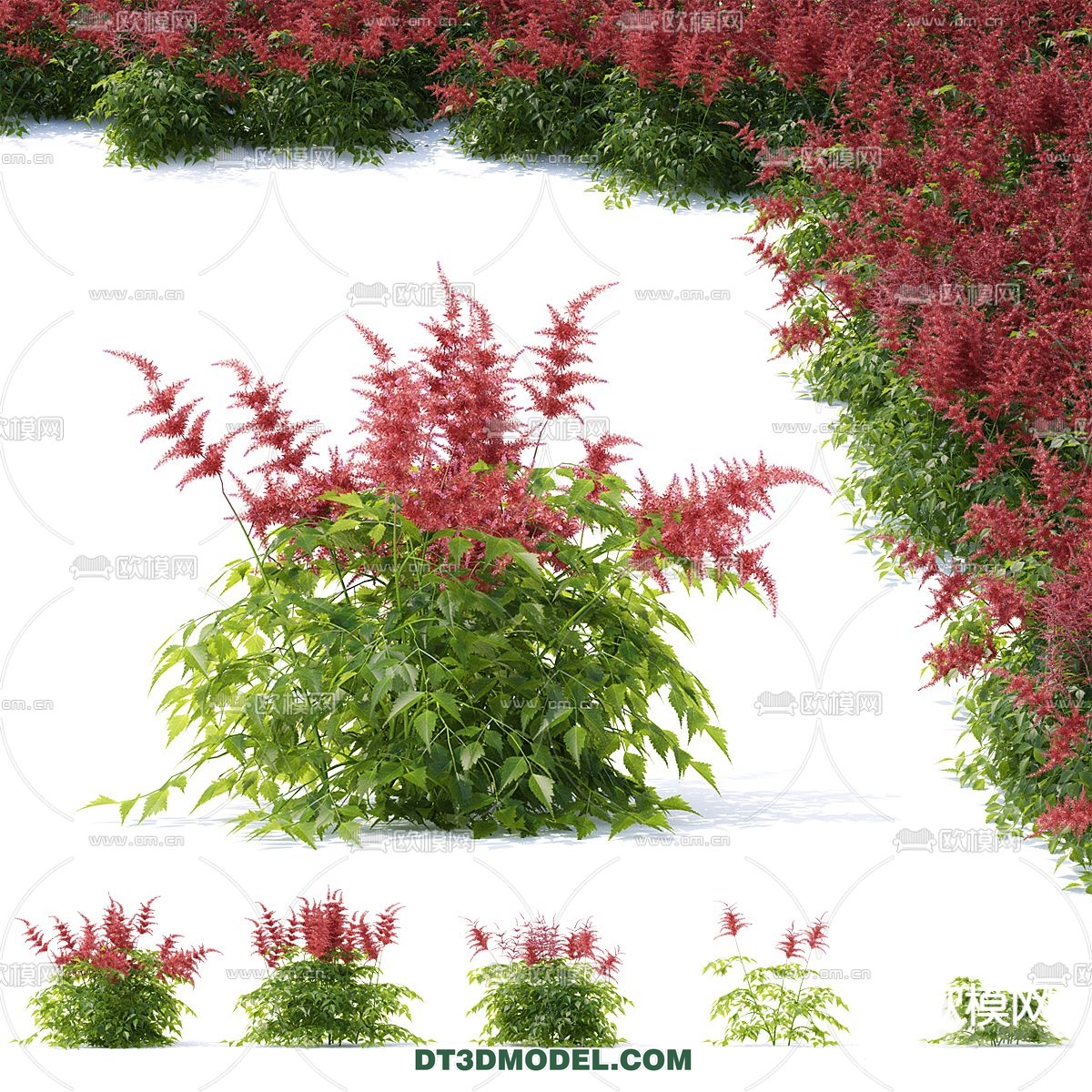 PLANTS – BUSH – VRAY / CORONA – 3D MODEL – 317 - thumbnail 1