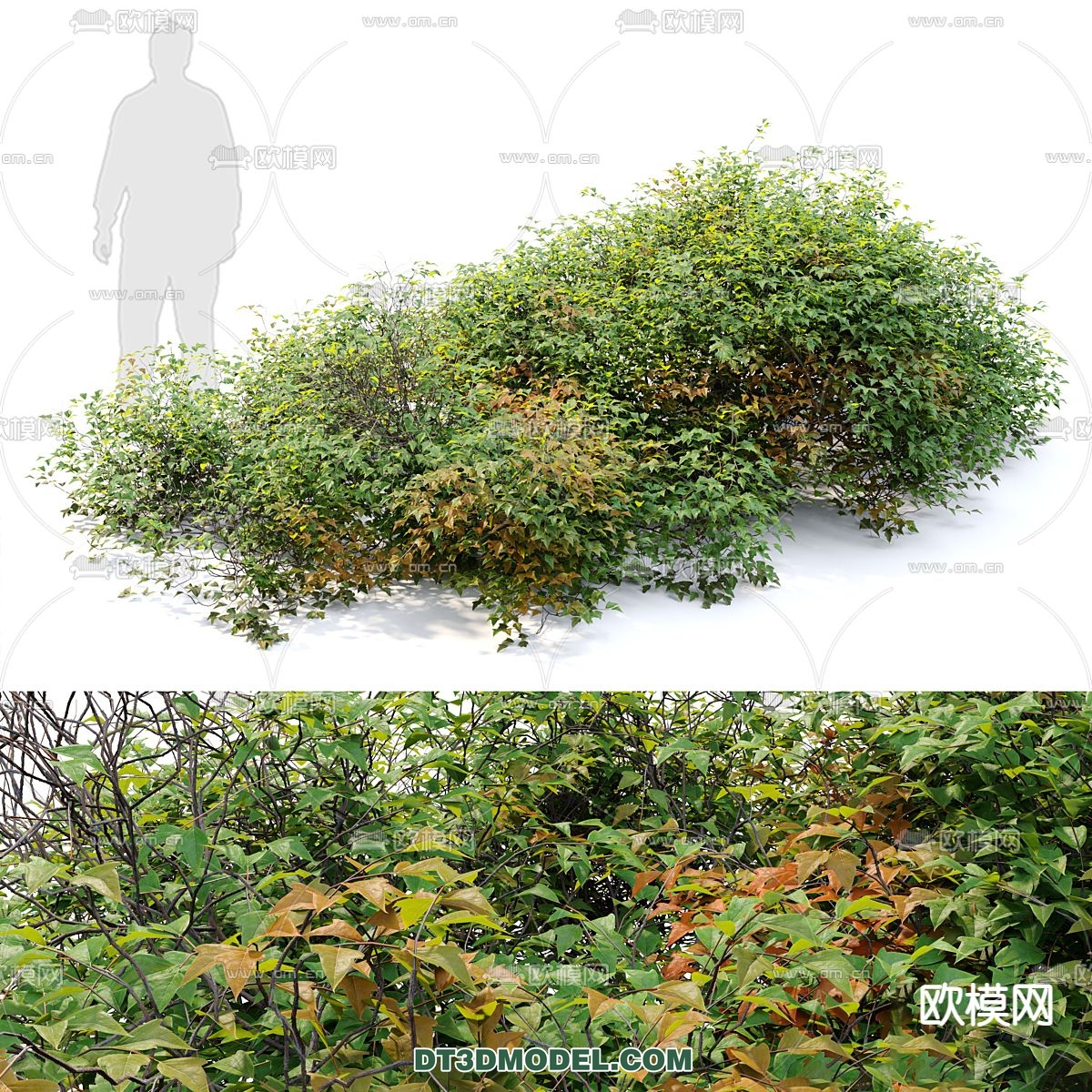 PLANTS – BUSH – VRAY / CORONA – 3D MODEL – 327 - thumbnail 1