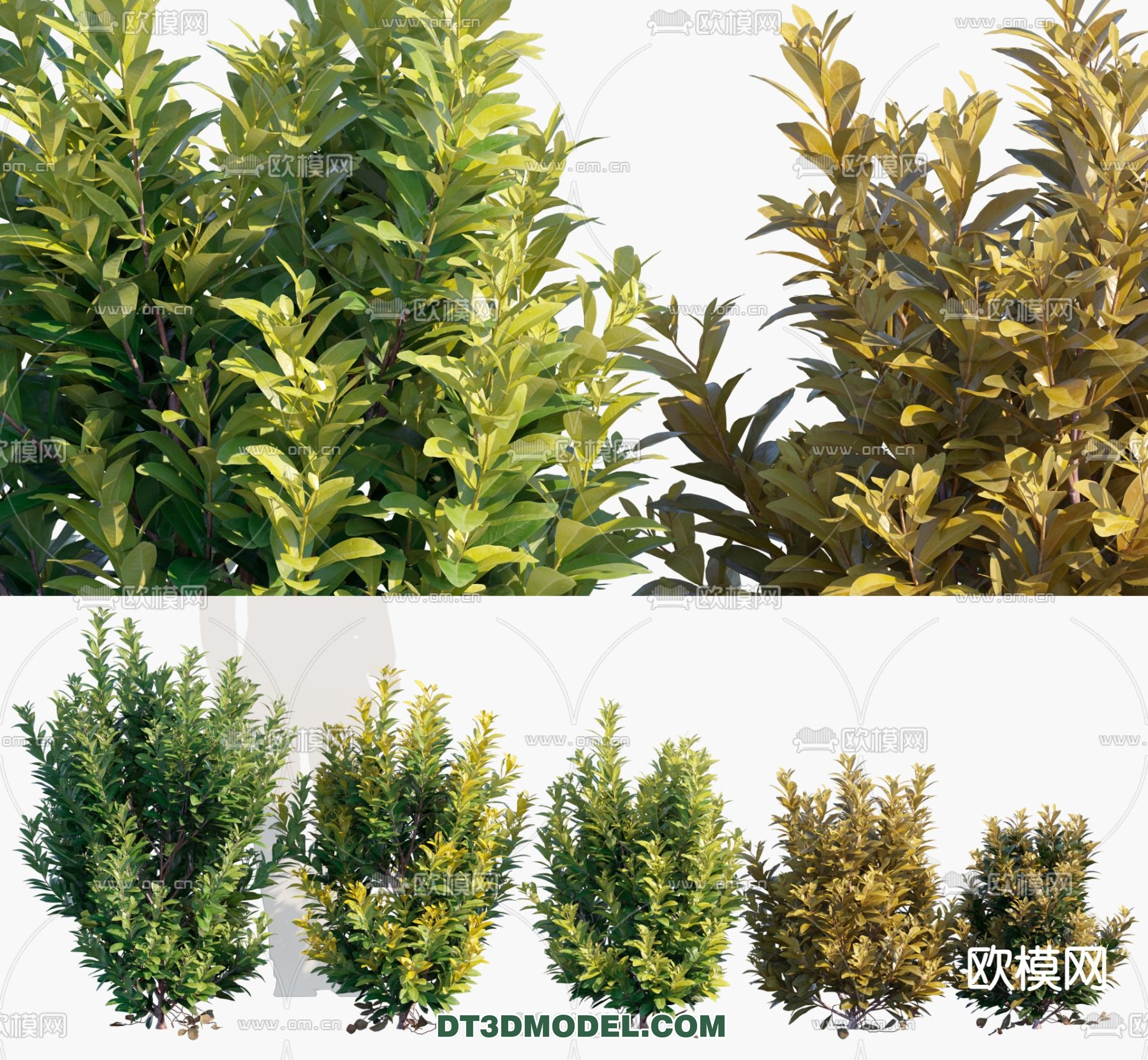 PLANTS – BUSH – VRAY / CORONA – 3D MODEL – 334 - thumbnail 1