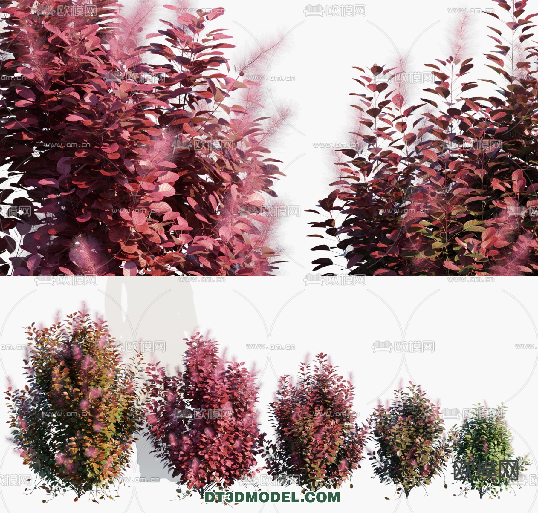 PLANTS – BUSH – VRAY / CORONA – 3D MODEL – 335 - thumbnail 1