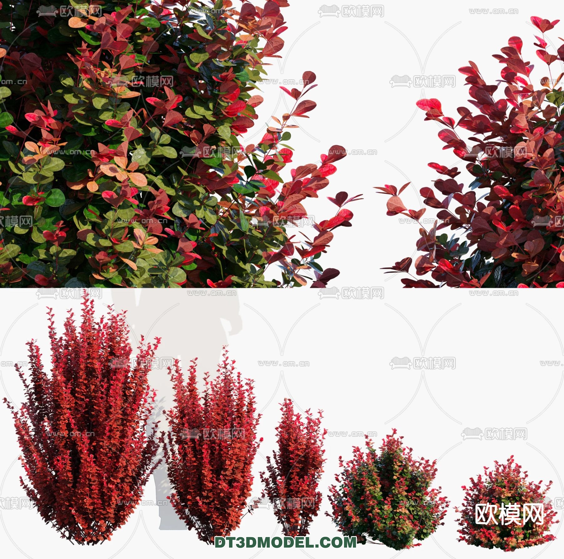 PLANTS – BUSH – VRAY / CORONA – 3D MODEL – 340 - thumbnail 1