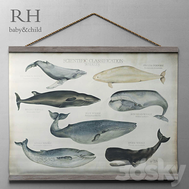 RH _ SCIENTIFIC WHALE TAPESTRY 3DSMax File - thumbnail 1