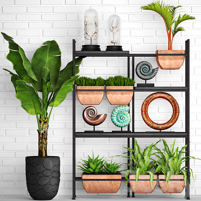 Decorative set. 2. banana palm. aspelinium. decorative shelf. ammonite. figurine. copper decor. crayfish. crab. white brick wall 3DSMax File - thumbnail 1