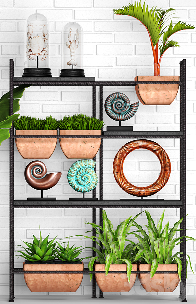 Decorative set. 2. banana palm. aspelinium. decorative shelf. ammonite. figurine. copper decor. crayfish. crab. white brick wall 3DSMax File - thumbnail 2