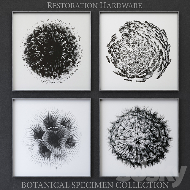 BOTANICAL SPECIMEN COLLECTION 3DS Max Model - thumbnail 1