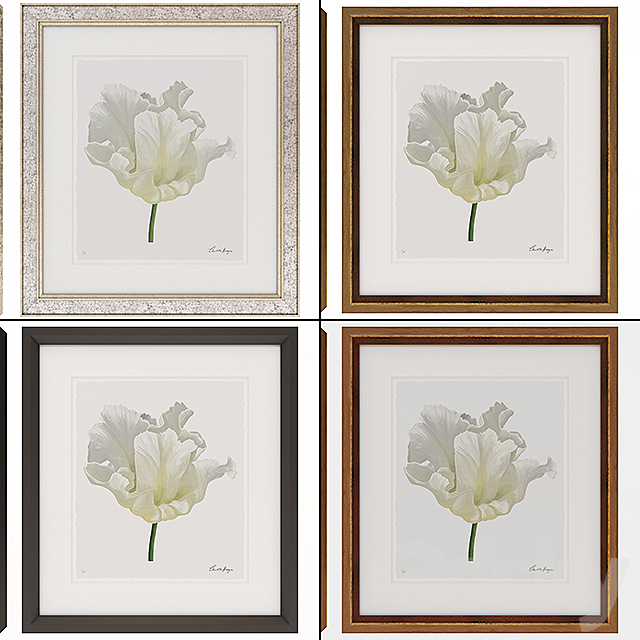 Charlotte Morgan White Watercolour Tulips 3DSMax File - thumbnail 3