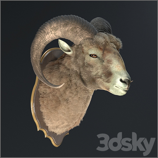 Altai argali 3ds Max - thumbnail 2