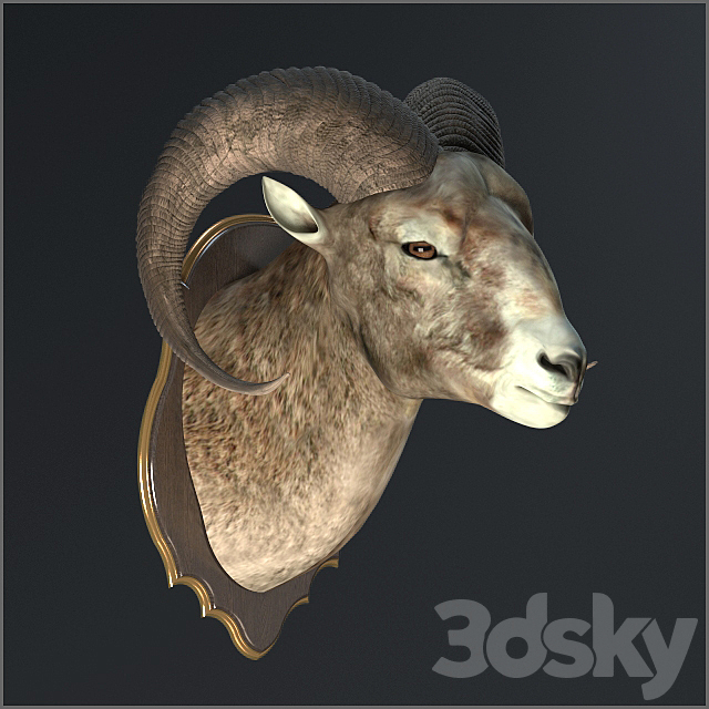 Altai argali 3ds Max - thumbnail 3