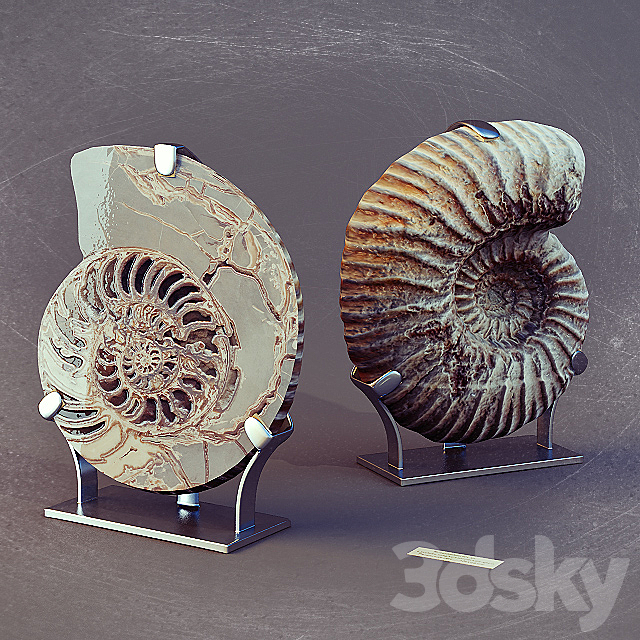 Ammonites 3ds Max - thumbnail 1