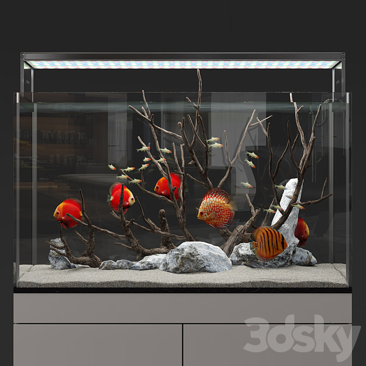 Aquarium discus fish 3DS Max - thumbnail 1