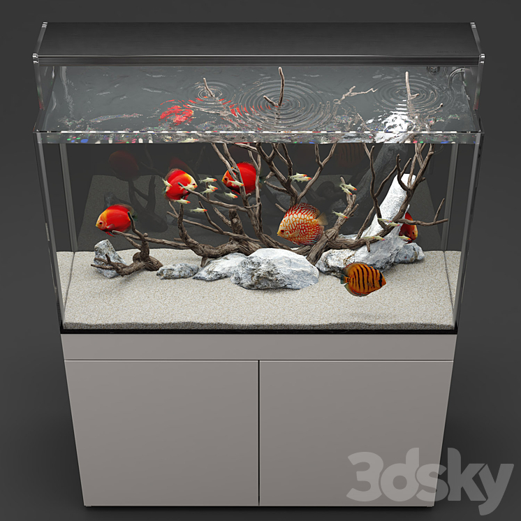 Aquarium discus fish 3DS Max - thumbnail 2