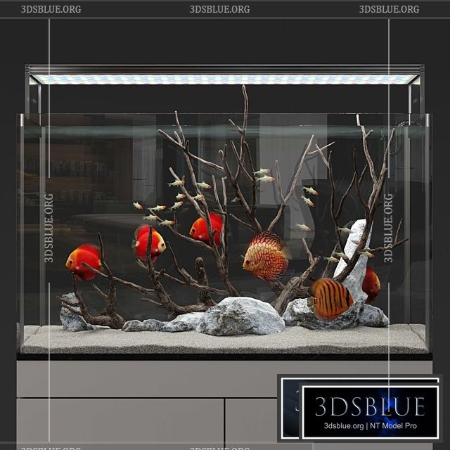 Aquarium discus fish 3DS Max - thumbnail 3