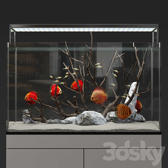 Aquarium discus fish 3DSMax File - thumbnail 1