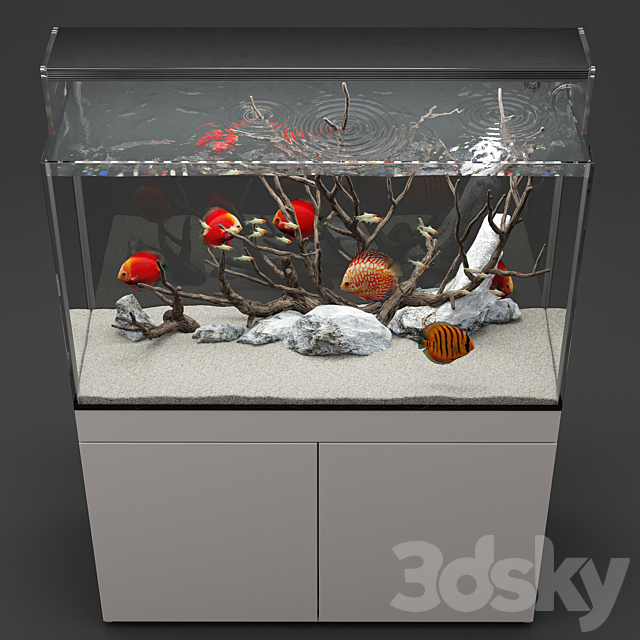 Aquarium discus fish 3DSMax File - thumbnail 2