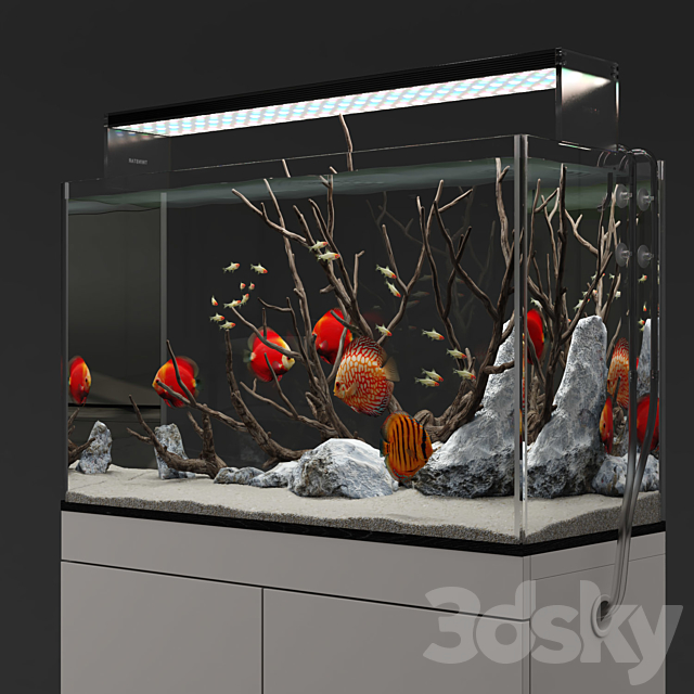 Aquarium discus fish 3DSMax File - thumbnail 3