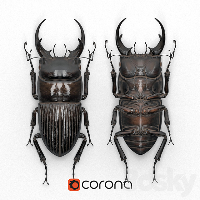 Beetle in a frame (Dorcus intermedius) 3ds Max - thumbnail 1