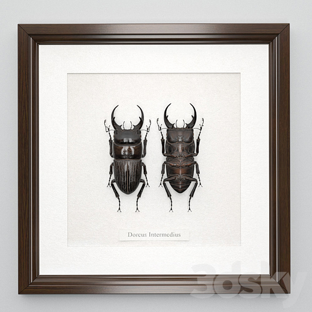 Beetle in a frame (Dorcus intermedius) 3ds Max - thumbnail 2