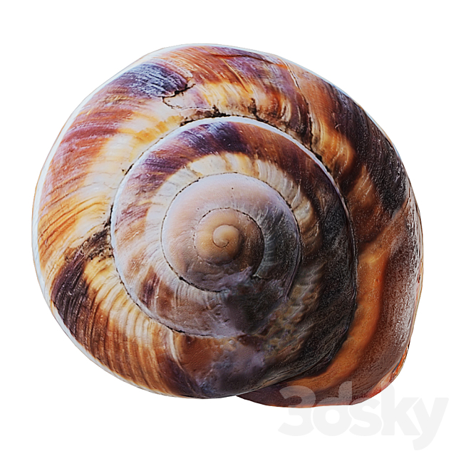 Empty Shell Snail 3DS Max Model - thumbnail 2