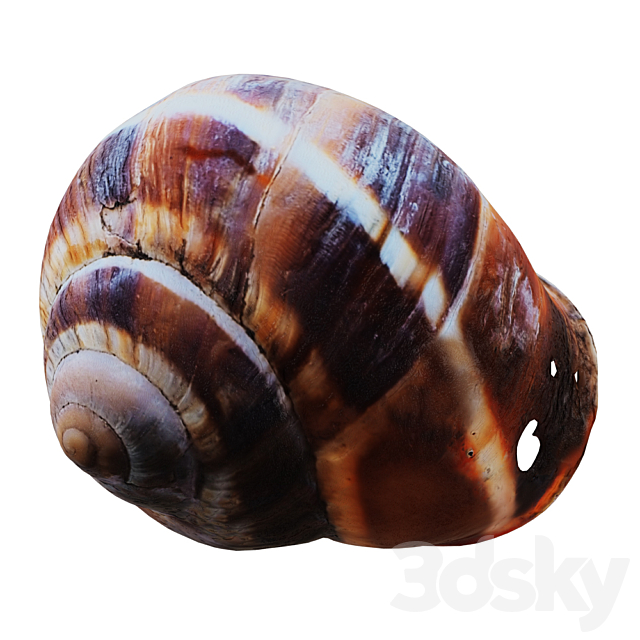 Empty Shell Snail 3DS Max Model - thumbnail 3